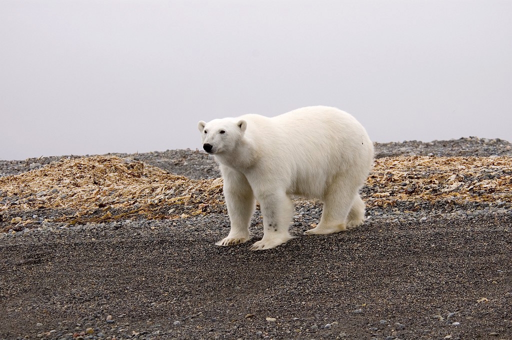 2507 Lågøya Isbjørn05a.jpg - Polar Bear (Thalarctos maritimus) Isbjørn, Spitsbergen Norway July 2008